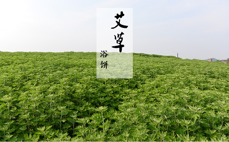 9厘米艾叶饼压缩制艾草 野生陈艾泡脚足浴疗泡澡南阳厂家直供订做